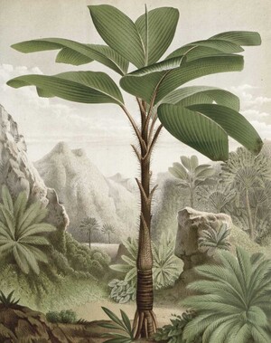 Behangpaneel Bananenboom  142.5 x 180 cm