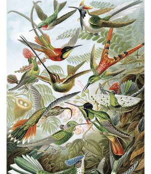 Behangpaneel Exotische Vogels 142.5 x 180 cm