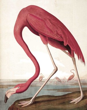 Behangpaneel Flamingo 142.5 x 180 cm