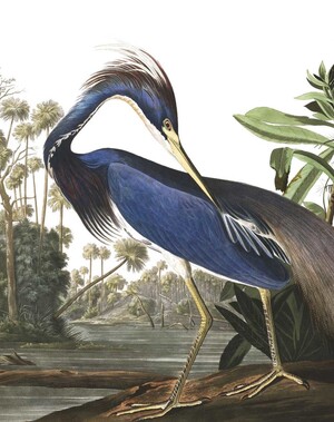 Behangpaneel Louisiana Heron 142.5 x 180 cm