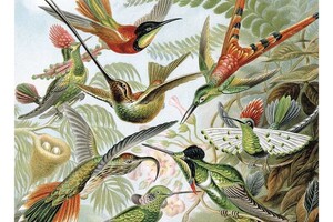 Behangpaneel Exotische Vogels 142.5 x 180 cm