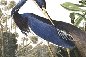 Behangpaneel Louisiana Heron 142.5 x 180 cm